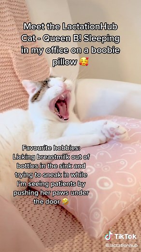 Meet the a furry member of our LactationHub team! 🥰 #cats #cutecats #kitty #lactation #breastfeeding #breastfeedingmom