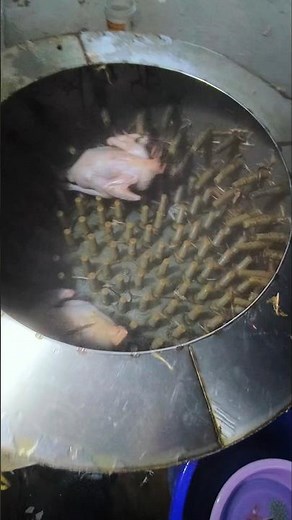 Fast and Easy Chick Feather Removal 🐥⚙️ | Plucking Machine in Action 💥