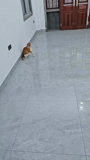 Roba da GATTI.... 😂😂😂 | Giuseppe Piscitelli