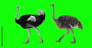 Ostrich walking. Male and female. Isolated cyclical animation. Green Screen.