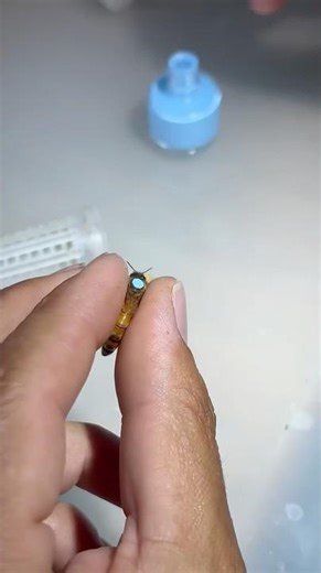 Queen Bee Marking System Explained – What Do the Colors Mean?