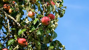 苹果树 苹果 水果 - Free video on Pixabay