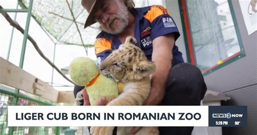 Liger cub born in Romanian zoo