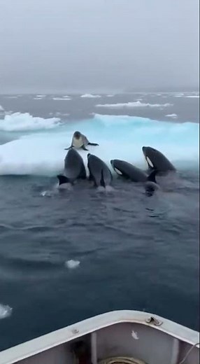 SEAL JUMPS INTO BOAT to Escape Orcas! 🤯 Intense Wild Life Chase #shorts