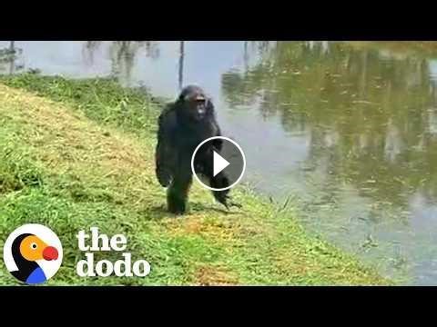 Chimp Chained Up For Thirty Four Years Gets His Own Island #Video