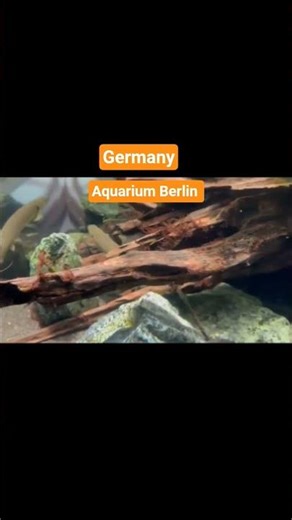 Aquarium Berlin|Berlin Tour|Germany🖤#travel #vlog #foryou