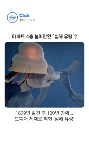 심해 탐사 1,000번 해도 딱 9번만 보여준다는 전설의 생명체