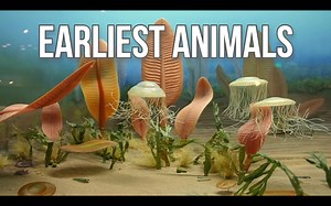 [中配]探索前寒武纪的首批动物 - The Budget Museum