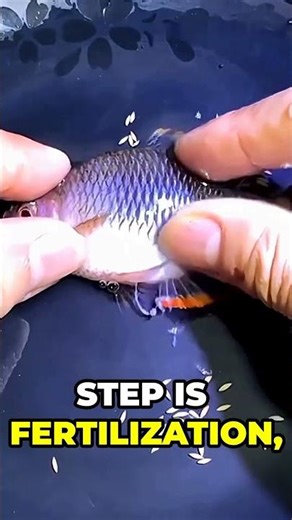 How Fighting Fish Are Born: The Artificial Way! #shorts