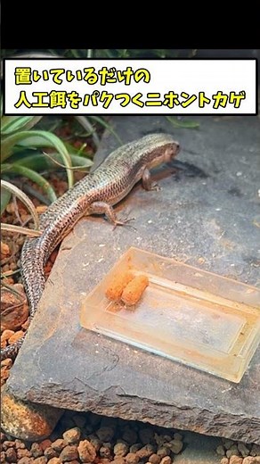 A Japanese lizard that has been kept in captivity for 4 years will even eat artificial food! [Fee...