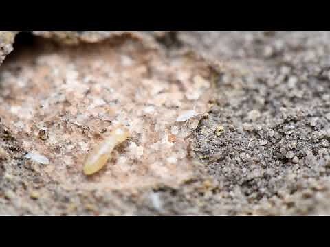 No one left behind | Worker termites rescue larvae