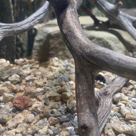 Here comes cute! Well, sort of. They squeak when threatened, and females deliver a painful sting — meet the velvet ant (actually a kind of wasp, but you can see where the common name comes from). | California Academy of Sciences