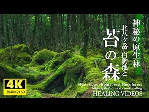 The mysterious virgin forest "Moss Forest" is like the world of Ghibli!