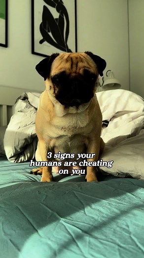 The signs | Daisy The Pug