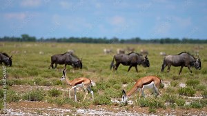 A springbok and its young fawn walk side by side across the African savanna, calmly moving through the dry grass, while wildebeests wander peacefully in the background of the wide landscape.