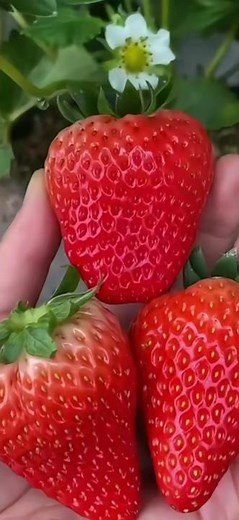 Before You Eat Strawberries… Watch This