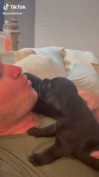 Labrador Puppy Howling - Speaking Their Language