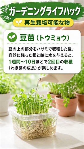 捨てちゃう前にちょっと待って！豆苗をもう一度育てる再生栽培の裏技