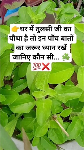 Tulsi plant care tips vastu tips ☘️💯❌ #garden #tulsi #nature #trurlines #shorts #ytshorts #viral