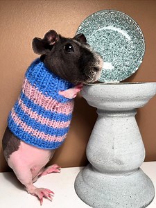 Blue and Pink Striped Knitted Guinea Pig Dress - Etsy