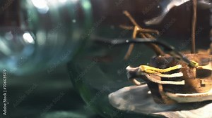 Artisan Painting Miniature Ship Inside Glass Bottle Using Brush, Finishing Touches on Ship in a Bottle Craft - 4K