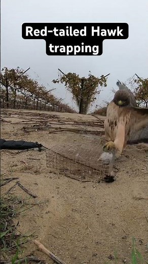 Hawk Trapping #falconry
