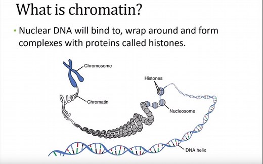 ChIP-qPCR【Understanding and Performing ChIP for Analysis by qPCR】