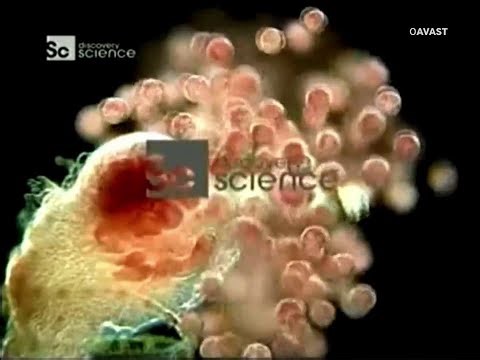 Discovery Science Europe - Idents and graphics (2008-2011)