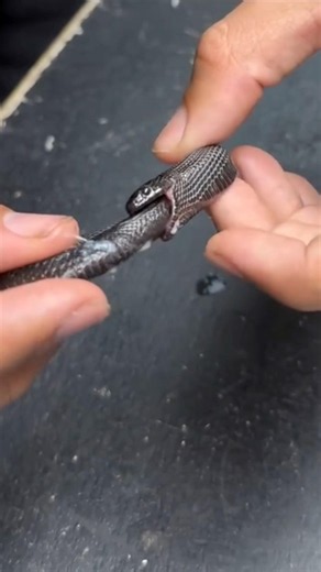 Why Snakes Eat Themselves #goodtoknow #vet #medicine #funfacts #educational #lifehacks #veterinarian