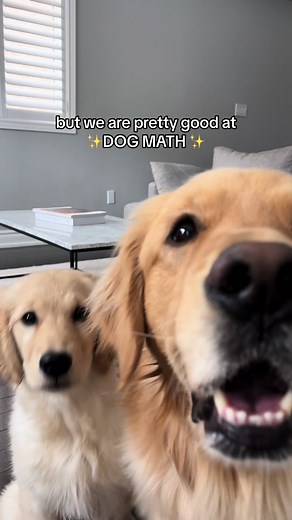 Dog Math Lessons, part 2 🐶