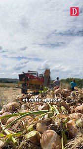 On en a tous (ou presque) dans notre cuisine et pourtant sa production reste méconnue : l'ail. Alors que la saison de la récolte démarre, cette famille d'agriculteurs gersois nous a embarqués sur leur tracteur. Et la récolte de l'ail, ça ressemble à ça. | La Dépêche du Midi