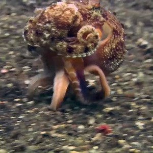 207K views · 6.2K reactions | This octopus loves long walks on the sand! | Oceana | Facebook