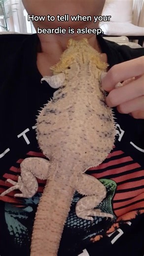 Identifying Sleeping Behaviors of Bearded Dragons