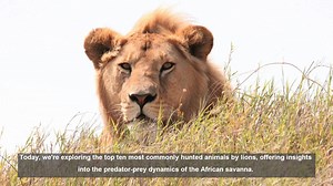 Top 10 Animals Lions Hunt: Predator-Prey Dynamics in Africa