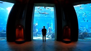 🔥 DUBAI SERIES STARTS TMRW!!! 🔥 Join me for 15 episodes featuring the biggest & best salt/ freshwater aquariums, fish breeders, farms, and private builds in the United Arab Emirates. 🇦🇪 You will SEE and LEARN things NEVER documented before... Mega- builds, Luxury Home Aquariums, Invitation only facilities, and behind-the-scenes private tours. Series starts tmrw at 9am CST. only on the CoralFish12g you-tube channel! Habibi, Welcome to DUBAI :) 🐫🐠🇦🇪 | CoralFish12g