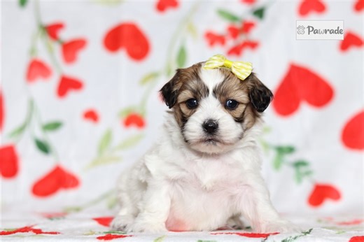 Ester - Shichon Puppy 98CBB3