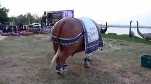 Hundreds of buffaloes to compete in Thailand’s animal beauty pageant