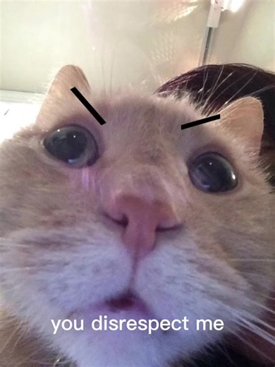 When Your Kitten Demands Snuggles: A Heartwarming Moment