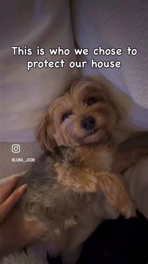 Premier Pups | Small Breed Puppies on Instagram: "Luna the Morkie has entered her main character era ✨🐶 Full of sass, sweetness, and sparkle — she’s stealing hearts one tail wag at a time! Whether she’s showing off her zoomies or just soaking up attention, this little Morkie is proof that big personalities come in small packages 💛🐾 #Morkie #MorkieOhio #MorkiePuppiesOhio #PremierPups #PremierPupsOhio #HealthyPuppiesOhio #VetCheckedPuppies #10YearHealthGuarantee #OhioPuppie