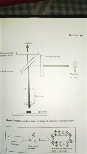 FTA -ABS for diagnosis of syphilis in fluorescence microscope 🔬#microscopy