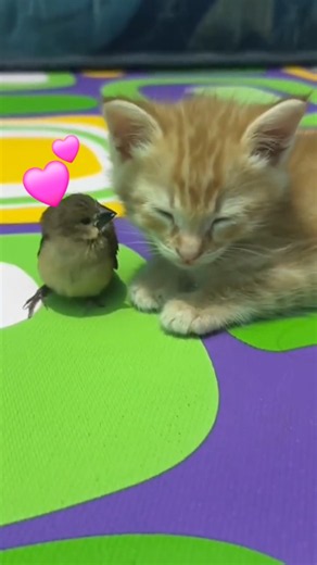 Most Unlikely Cat and Bird Friendships 💘