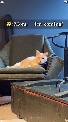 Understanding Cat Language: Funniest Cat Moments