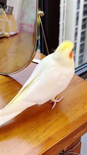54K views · 2.5K reactions | Adorable Cockatiel Jerry's Cute Singing and Dancing Moments ✨列殺 #FeatheredFriends #CockatielsCraze #TooCuteToHandle #Cutepets #PetStars #BirdLovers #PetBird #cockatielscraze #CuteCockatiel #cockatiel #pets #birdsinging #FunnyBird #fblifestyle | Cockatiels Craze | Facebook