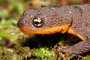 Rough skinned newt - Alchetron, The Free Social Encyclopedia