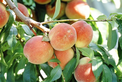 How to Prune Peach Trees for Bigger Harvests