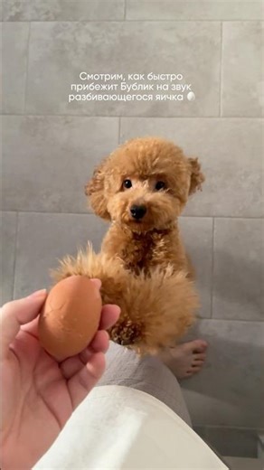 Иллюстрация «я за хлеб с маслом готов на все» 😂 #щеноквдоме #тойпудель #воспитаниещенка