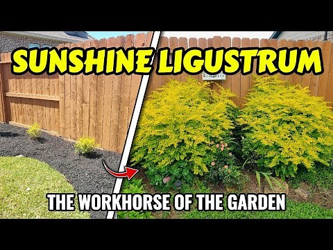Sunshine Ligustrum | The Workhorse of The Garden | Evergreen Shrubs in Zone 9b