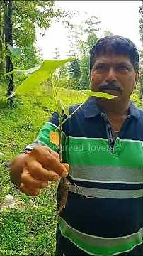 Katira (Sterculia urens), also known as Gum Karaya.#ayurvedic #ayurveda #ayurved #shorts #forest
