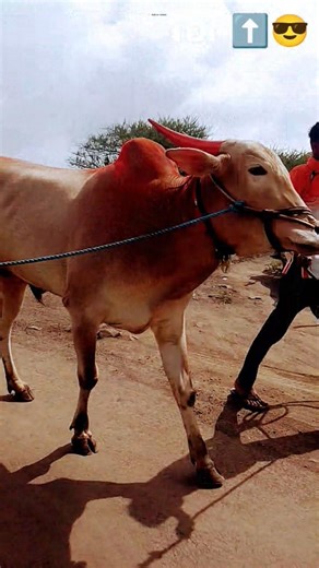 🔴 lavkar ghatat / Bailgada live | coming soon 😎 #viral #short.