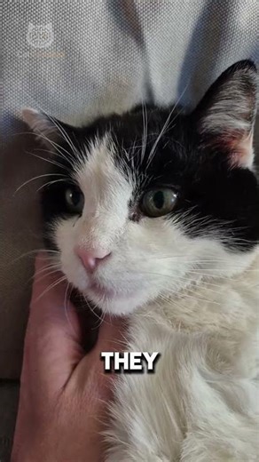 Why Cats Feel So Adorable ???